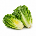 Fresh Romaine Lettuce