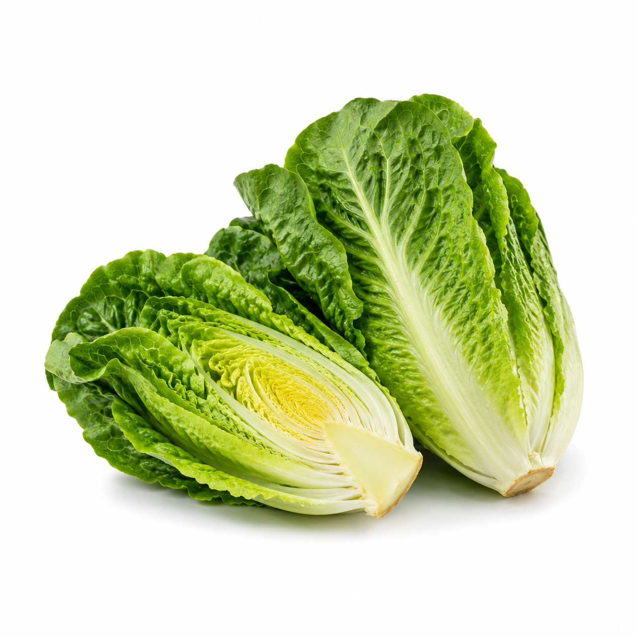 Fresh Romaine Lettuce