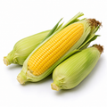 Fresh Sweet Corn