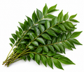 Curry Leaves