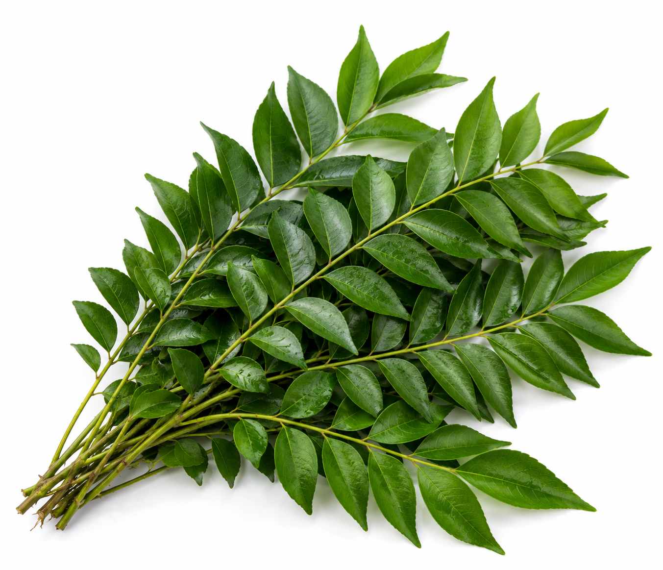 Curry Leaves